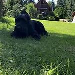 Wichrowe Wzgorze 4 Chalet