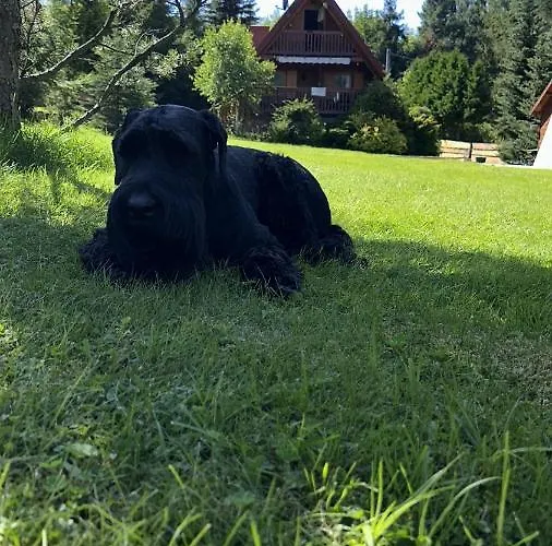 Wichrowe Wzgorze 4 בקתה